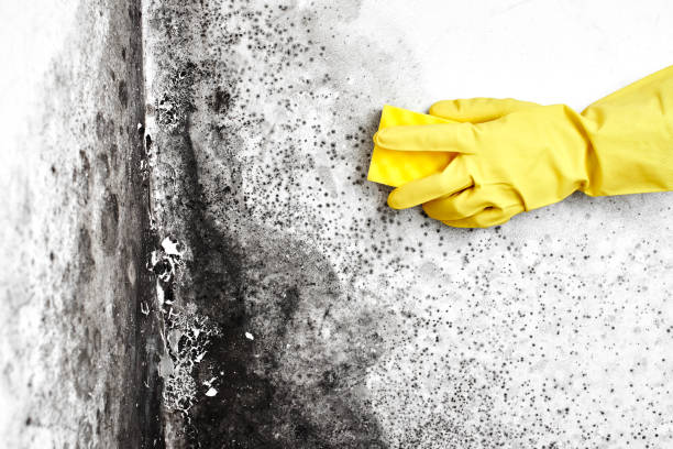 Best Mold Removal and Inspection  in Hawarden, IA