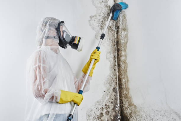 Best Mold Damage Repair  in Hawarden, IA