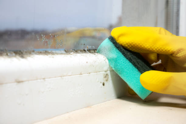Best Toxic Mold Removal  in Hawarden, IA
