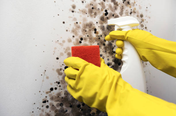 Professional Mold Removal in Hawarden, IA