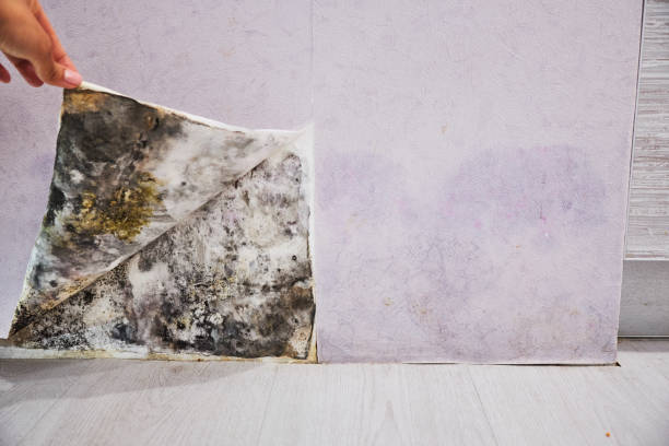Best Attic Mold Removal  in Hawarden, IA
